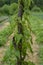 Barbasco or Dioscorea composita plant in the garden