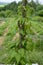 Barbasco or Dioscorea composita plant in the garden