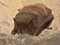 The barbastelle bat Barbastella barbastellus, western barbastelle