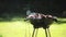 Barbecue meat on grill or brazier outdoors