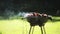 Barbecue meat on grill or brazier outdoors