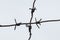 Barbed metal wire, barbwire on a gray background