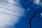 Barbed wire on the background of the cloudy sky. The concept of border closure, prison or loss of freedom