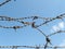 Barbed wire on blue sky lost freedom imprisonment refugee camp concept