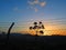 Barbed wire at dawn in Andalusian countryside