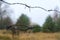 Barbed wire in exclusion zone of Chernobyl NPP, dismal autumn landscape, Ukraine