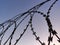 Barbed wire fence background