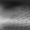 Barbed Wire Fence on Blurred Grey Background. Stylized Prison Concept. Symbol of Not Freedom