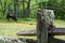 Barbed Wire Fence in Country Setting