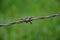 Barbed wire fence detail