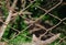 Barbed Wire Fence Enclosing an Area of a Park in San Francisco`s Golden Gate Park