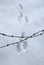 Barbed wire fence in front of a path of snow with animal footprints. Winter nature