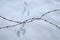 Barbed wire fence in front of a path of snow with animal footprints. Winter nature