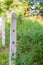 Barbed wire fence in overgrown plant