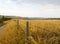 Barbed wire fence running parallel to a dirt pathway surrounded by tall native indian grass in Alberta