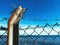 Barbed wire fence surrounding enclosed area with blue sea and sky over the horizon