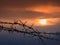 Barbed wire fence with Twilight sky to feel Silent and lonely and want freedom