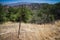 Barbed Wire Fence in Wilderness