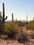 Barbed wire fence in a wilderness with cactuses