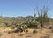 Barbed wire fence in a wilderness with cactuses