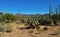 Barbed wire fence in a wilderness with cactuses