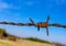 Barbed wire in foreground with blue background sky