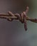 Barbed wire. I use it for enclosing my home`s fence