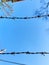 Barbed wire on medieval alley of Sant Ilario village Genoa