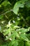 Barbed wire and nettles, conceptual image, danger, green nettle leaves and old barbed wire