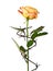 Barbed wire with orange rose on white background