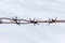 Barbed wire on snow background