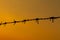 Barbed wire sunset