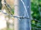 Barbed wire, wallpaper or texture. Colourful.