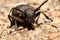 A barbel beetle on the ground