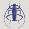 Barbel beetle in violet colors. Realistic illustration isolated on gray background