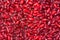 Barberries background