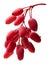 Barberries bunch, clipping path