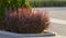 Barberry autumn bush with red leaves closeup