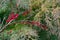 Barberry berries on bush in autumn season, shallow focus