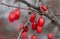 Barberry Berry on a branch hangs beautifully in autumn