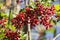 Barberry branch densely strewn with berries