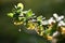 Barberry branch in water drops.