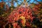 Barberry bush, colorful floral red background. Barberry berries on bush in autumn season, shallow focus. Autumn Park.