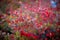 Barberry bush, colorful floral red background. Barberry berries on bush in autumn season, shallow focus. Autumn Park.