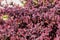Barberry bushes bloomed in huge sprays of maroon and red leaves in city courtyards and gardens in may.