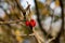 Barberry fruits hanging on a tree branch