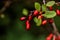 Barberry. Garden plant.