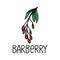 Barberry, hand-drawn doodle style element. Logo and emblem packaging design template - spices - barberry sprig. Logo in