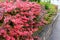 Barberry hedge in red autumn colouring