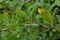 Barberry leaves affected by Puccinia graminis